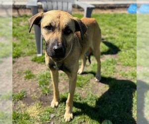 Black Mouth Cur-Unknown Mix Dogs for adoption in Conroe, TX, USA