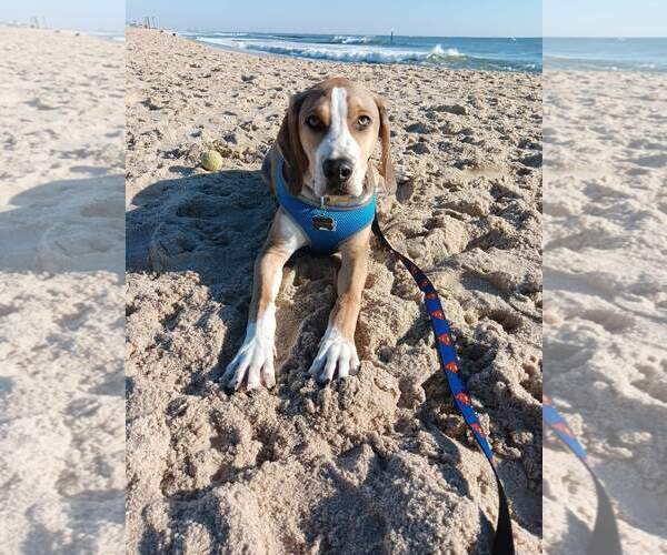 Medium Photo #7 Mutt Puppy For Sale in Morganville, NJ, USA