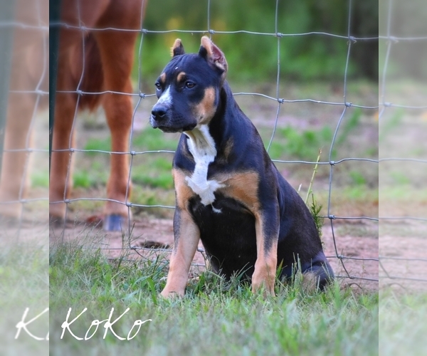 Medium Photo #3 American Bully Puppy For Sale in CLEVELAND, GA, USA