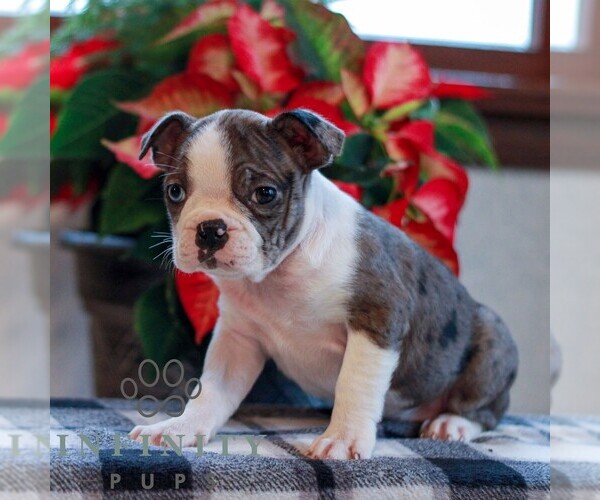 Medium Photo #4 Boston Terrier Puppy For Sale in MYERSTOWN, PA, USA