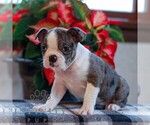 Small #3 Boston Terrier