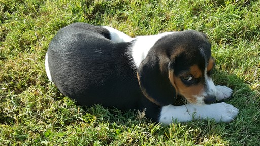 Medium Photo #1 Beagle Puppy For Sale in WAXAHACHIE, TX, USA