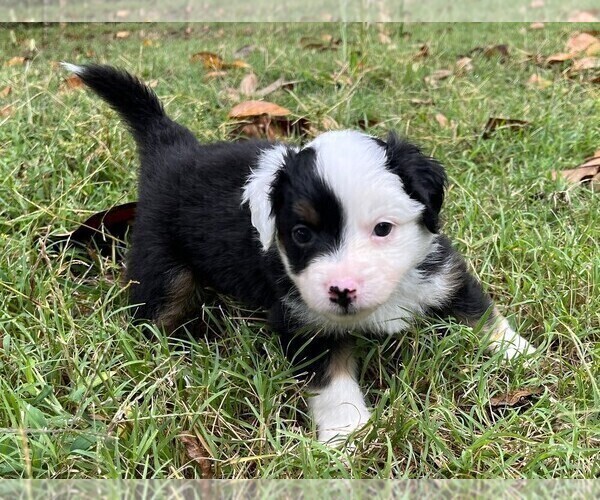 Medium Photo #1 Miniature Australian Shepherd Puppy For Sale in MONTICELLO, SC, USA