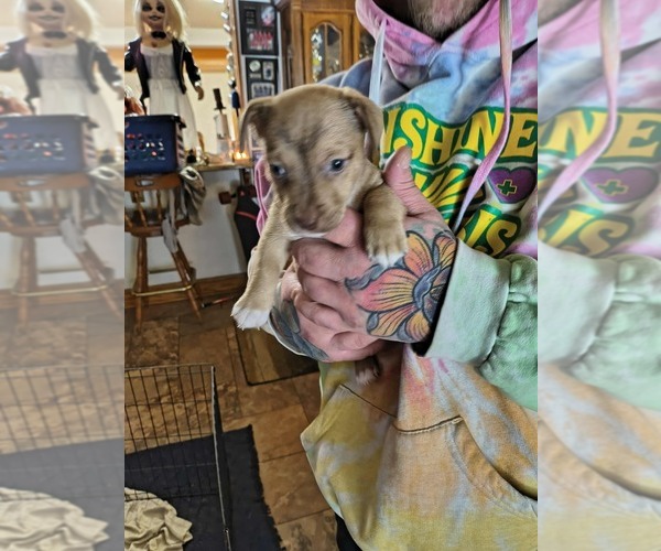 Medium Photo #3 Jack Chi Puppy For Sale in MINNEOLA, FL, USA