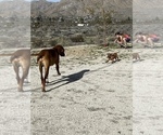Small Photo #39 Rhodesian Ridgeback Puppy For Sale in MORONGO VALLEY, CA, USA