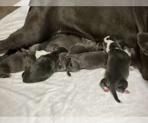 Mutt Dogs for adoption in San Bernardino, CA, USA