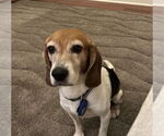 Small #1 Beagle