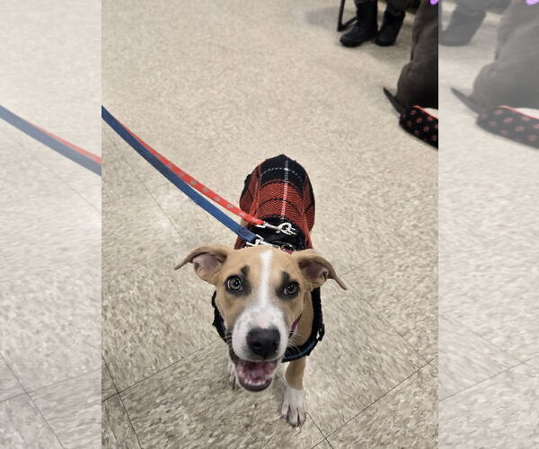 Medium Photo #3 American Pit Bull Terrier-Unknown Mix Puppy For Sale in Minneapolis, MN, USA