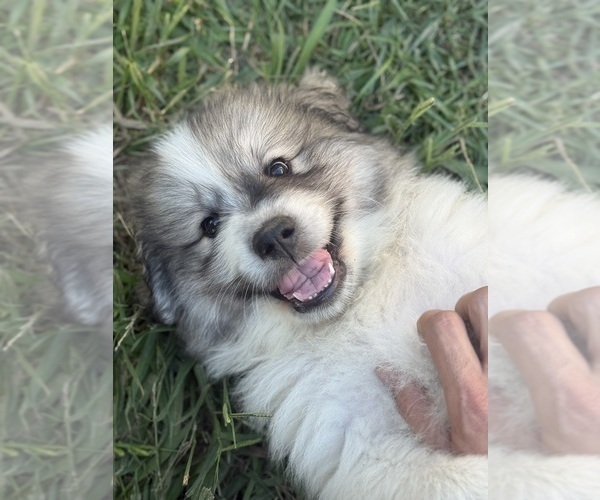 Medium Photo #7 Great Pyrenees Puppy For Sale in SAN DIEGO, CA, USA