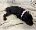 Small Photo #6 Doberman Pinscher Puppy For Sale in NEWTON, NC, USA