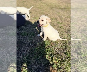 Medium Labrador Retriever
