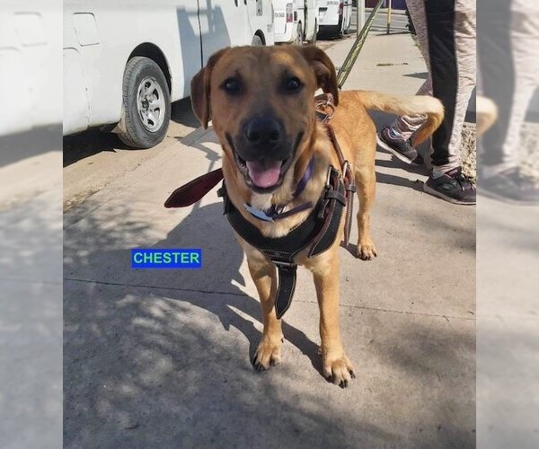 Medium Photo #2 Labrador Retriever-Unknown Mix Puppy For Sale in Woodland Hills, CA, USA