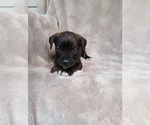 Puppy Puppy 5 Cane Corso
