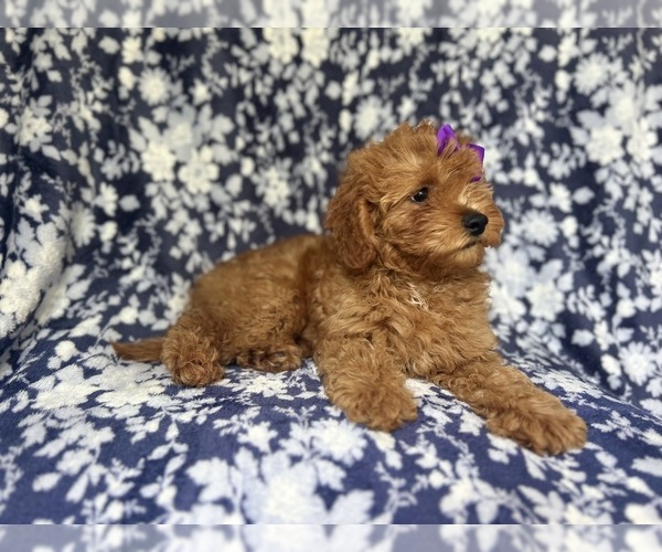 Medium Photo #6 Cavapoo Puppy For Sale in LAKELAND, FL, USA