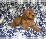 Small #5 Cavapoo