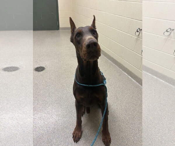 Medium Photo #7 Doberman Pinscher Puppy For Sale in Virginia Beach, VA, USA