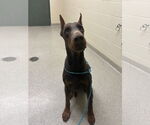 Small #6 Doberman Pinscher