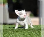 Small #2 French Bulldog