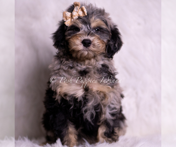 Medium Photo #1 Goldendoodle (Miniature) Puppy For Sale in WARSAW, IN, USA