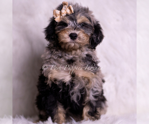 Medium Goldendoodle (Miniature)