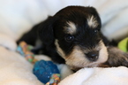 Small Photo #1 Schnauzer (Miniature) Puppy For Sale in BRADENTON, FL, USA
