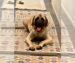 Mastiff Dogs for adoption in Edmond, OK, USA