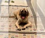 Small Mastiff