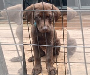 Labrador Retriever Puppy for sale in SALISBURY, MD, USA