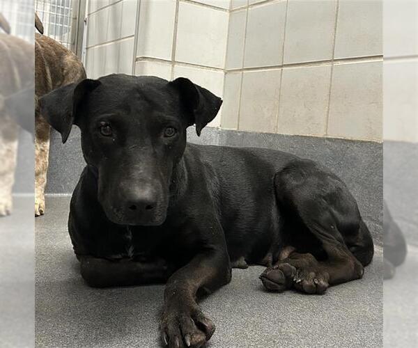 Medium Photo #1 Labrador Retriever-Unknown Mix Puppy For Sale in San Antonio, TX, USA