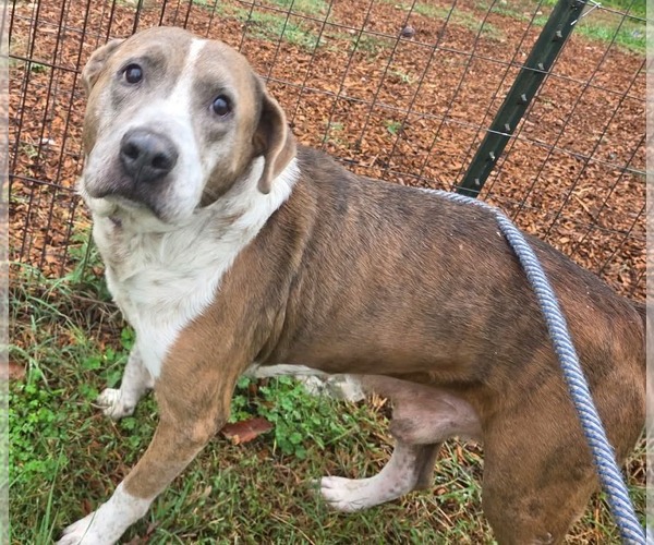 Medium Photo #1 Mutt Puppy For Sale in Rustburg, VA, USA