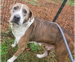 Walter - At the Shelter - Male Mutt Dog for Adoption - Small photo