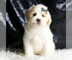 Puppy Cedar F1 Maltipoo (Miniature)