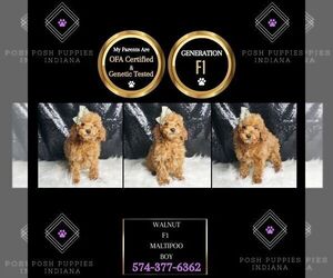 Maltipoo Puppy for sale in WARSAW, IN, USA