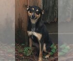Small Photo #1 Miniature Pinscher-Unknown Mix Puppy For Sale in Spring, TX, USA