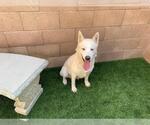 Small #1 Siberian Husky Mix