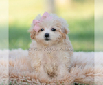 Small #7 Maltipoo (Miniature)