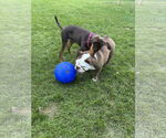 Small #9 Doberman Pinscher