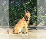 Small Photo #5 Malinois Puppy For Sale in BRONX, NY, USA