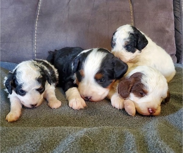 Medium Photo #11 Miniature Bernedoodle Puppy For Sale in LEETONIA, OH, USA