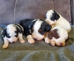Small #10 Miniature Bernedoodle