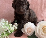 Puppy Daisy Poodle (Standard)