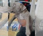Small #1 American Bully