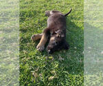 Small #3 German Shepherd Dog