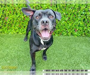 Rottweiler-American Pit Bull Terrier Dogs for adoption in West Palm Beach, FL, USA