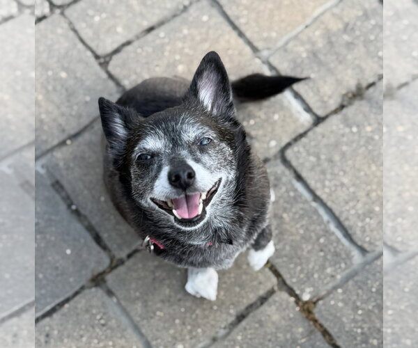 Medium Photo #5 Chihuahua-Unknown Mix Puppy For Sale in Fargo, ND, USA