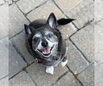 Small #4 Chihuahua Mix