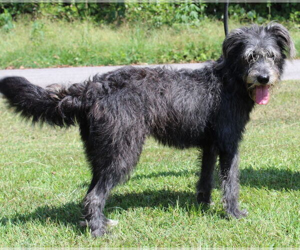 Medium Photo #4 Bearded Collie-Unknown Mix Puppy For Sale in Prattville, AL, USA