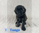 Small Photo #20 Aussiedoodle Puppy For Sale in JACKSONVILLE, NC, USA