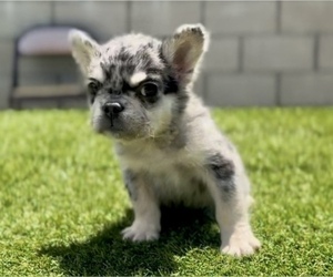 French Bulldog Puppy for sale in HOUSTON, TX, USA