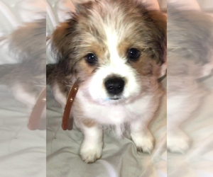 Morkie Puppy for sale in ORLAND HILLS, IL, USA